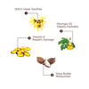 The Skin Story Moringa Gentle Cleansing Lotion For Moisturizing Deep Cleansing Makeup Removal 100Ml
