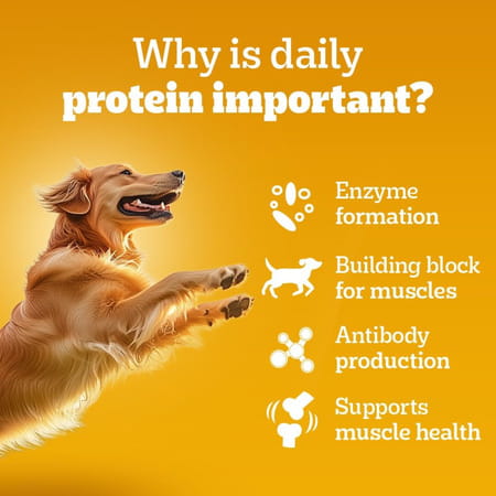 Pedigree Adult Wet Dog Food | Chicken & Liver Chunks In Gravy | 130 G (Pack Of 12)