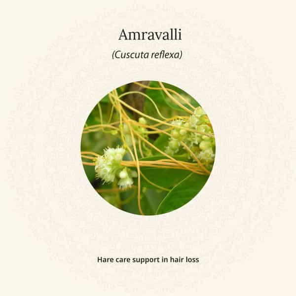 Amarantha Hair Oil