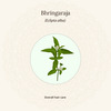 Amarantha Hair Oil