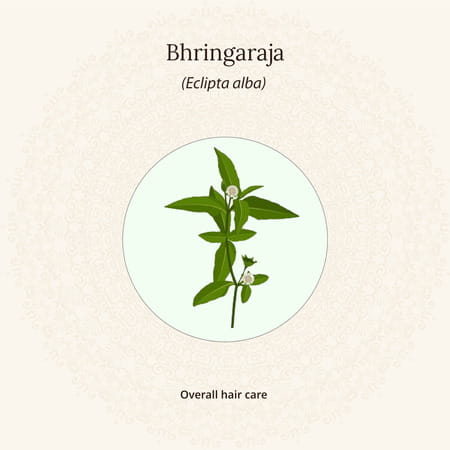 Amarantha Hair Oil