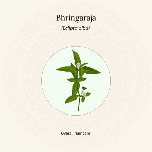 Amarantha Hair Oil