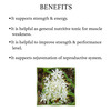 Bixa Botanical Safed Musli Extract 60 Veg Capsules (450Mg) 30% Saponin-Supports Strength & Energy