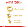 Royal Canin Poodle Adult Dog Food | 1.5 Kg | Dry Food