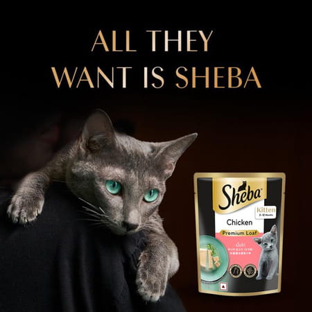 Sheba Fine Premium Kitten (2-12 Months) Wet Cat Food | Chicken Premium Loaf | 14 X 70 G