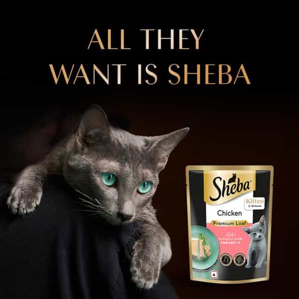 Sheba Fine Premium Kitten (2-12 Months) Wet Cat Food | Chicken Premium Loaf | 14 X 70 G