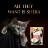 Sheba Fine Premium Kitten (2-12 Months) Wet Cat Food | Chicken Premium Loaf | 14 X 70 G