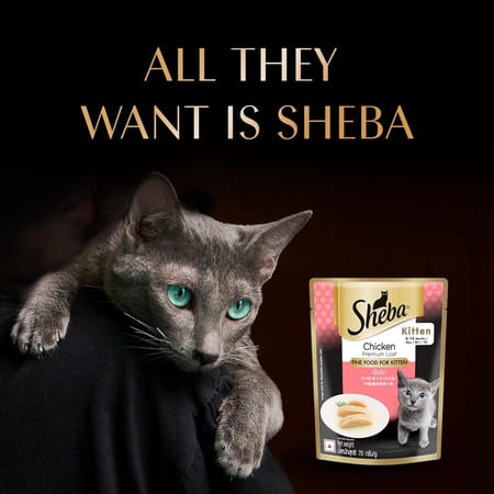 Sheba Fine Premium Kitten (2-12 Months) Wet Cat Food | Chicken Premium Loaf | 14 X 70 G