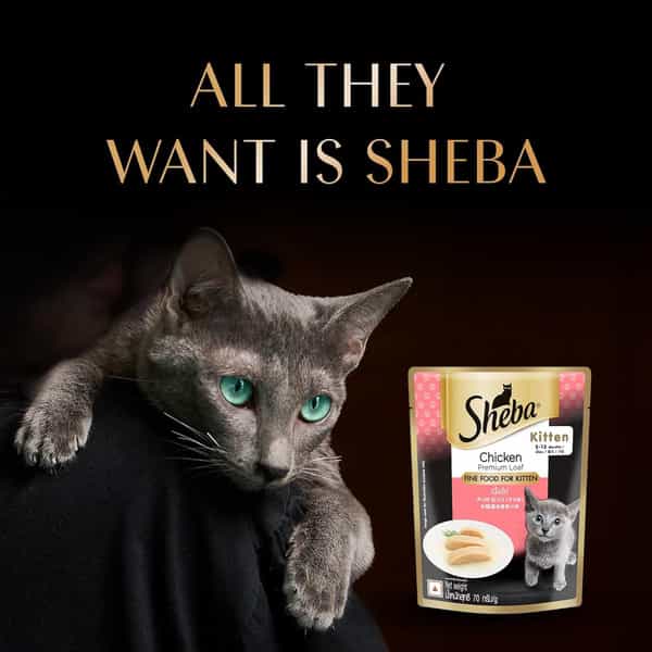 Sheba Fine Premium Kitten (2-12 Months) Wet Cat Food | Chicken Premium Loaf | 14 X 70 G