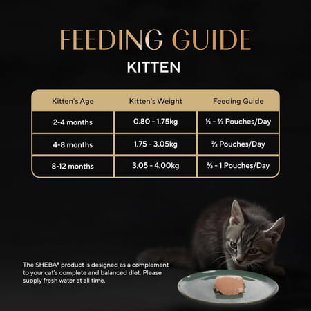 Sheba Fine Premium Kitten (2-12 Months) Wet Cat Food | Chicken Premium Loaf | 14 X 70 G