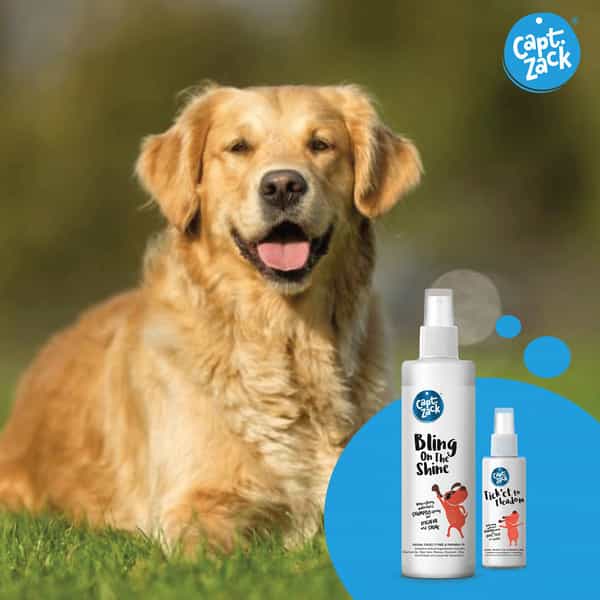 Captain Zack -The Golden Retriever Box -Ultimate 8-In-1 Head-To-Paw Groom-Kit For Your Dog