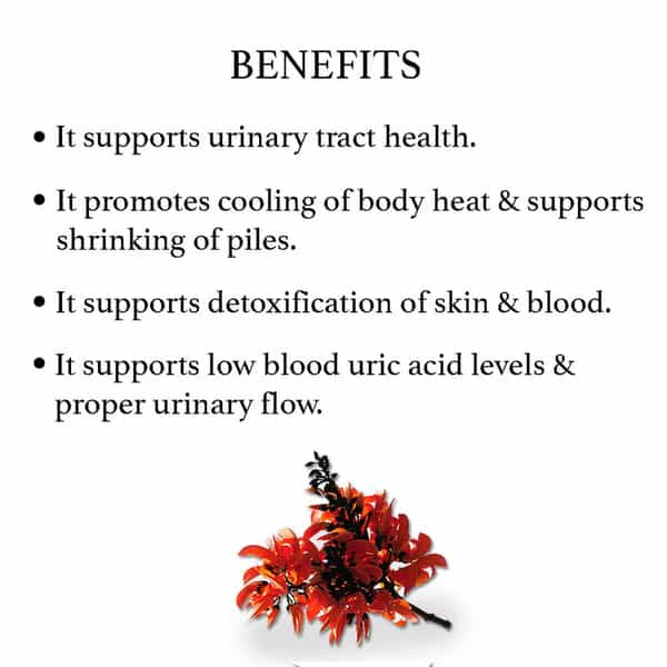 Bixa Botanical Palash Flower Powder (Butea Monosperma) | Supports Urinary Tract Health 200G