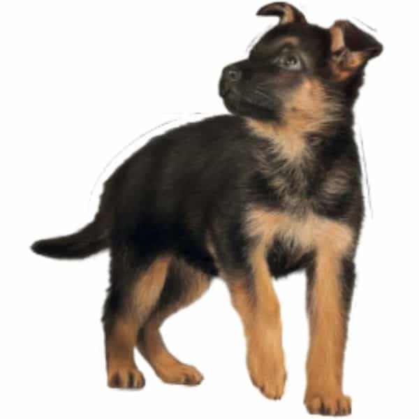 Royal Canin Maxi Puppy Food | 15 Kg | Dry Food | Supports Immune System & Digestive Health