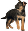 Royal Canin Maxi Puppy Food | 15 Kg | Dry Food | Supports Immune System & Digestive Health