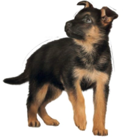 Royal Canin Maxi Puppy Food | 15 Kg | Dry Food | Supports Immune System & Digestive Health