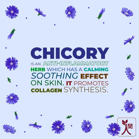 Ningen Chicory Under Eye Gel I Essence Of Bearberry I Reduce Puffiness Dark Circles I 50g