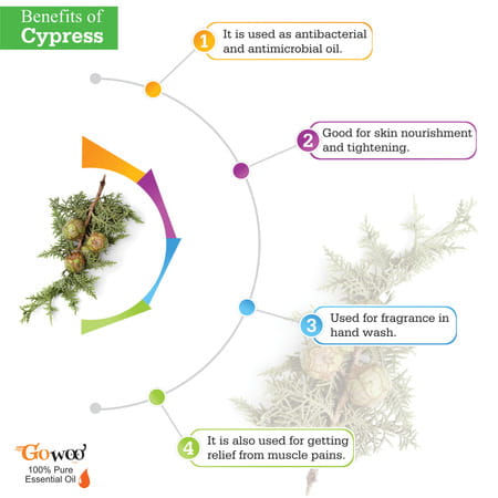 Pack Of 2 Cypress Essential Oil & Chaulmoogra Carrier Oil - 100% Natural Therapeutic & Cold Pressed