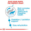 Royal Canin Maxi Starter | Mother & Babydog Food | 15 Kg | Dry Food