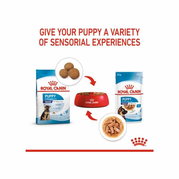 Royal Canin Maxi Puppy Food For Stage 3 | 104 Grams | Pack Of 10 Sachet | Wet Food