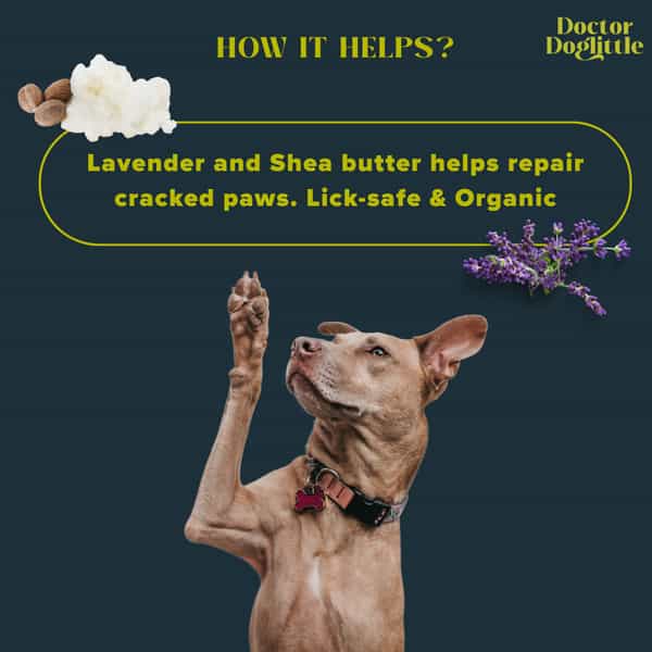 Doctor Doglittle Probiotic Dog Cracked Paws & Nose Balm With Shea Butter (15 Gms)