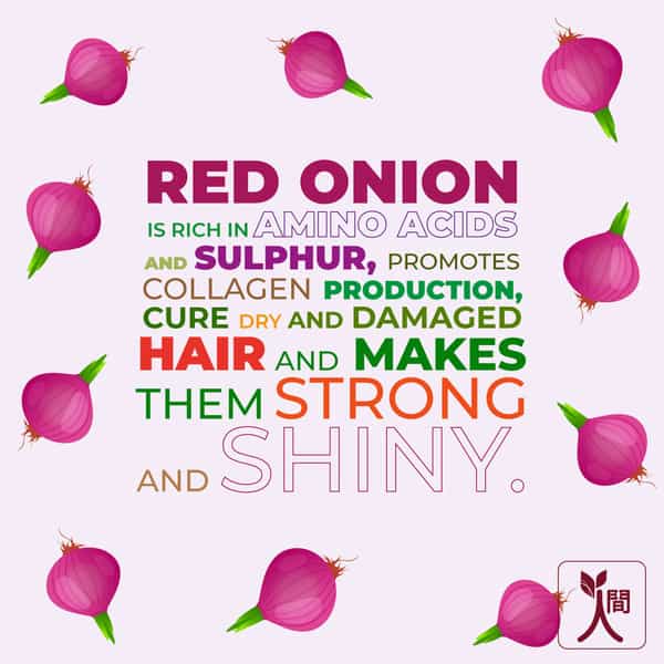 Ningen Onion Hair Oil Soya And Thyme Helps Reduce Hair Fall Promotes Hair Growth - 200G