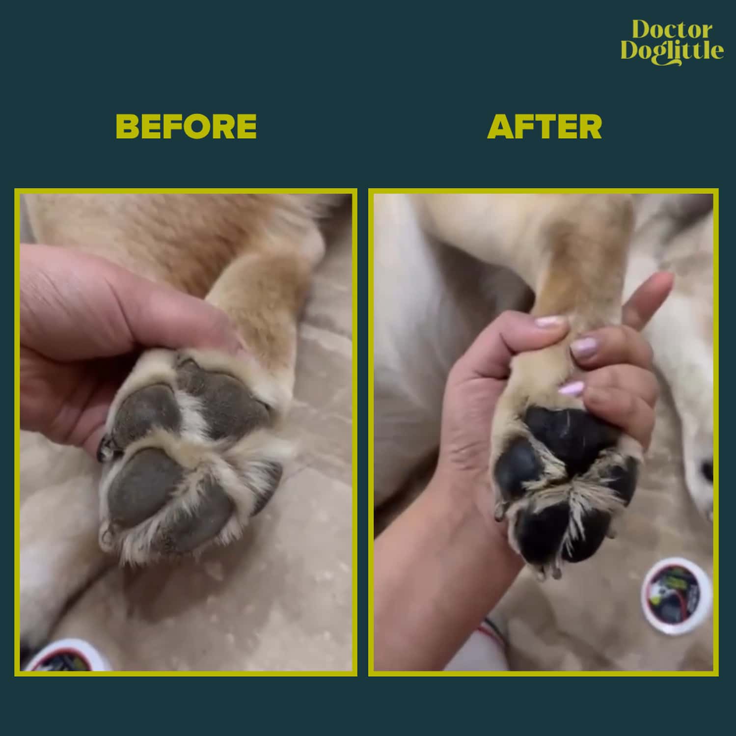 Doctor Doglittle Probiotic Dog Cracked Paws & Nose Balm With Shea Butter (30 Gms)