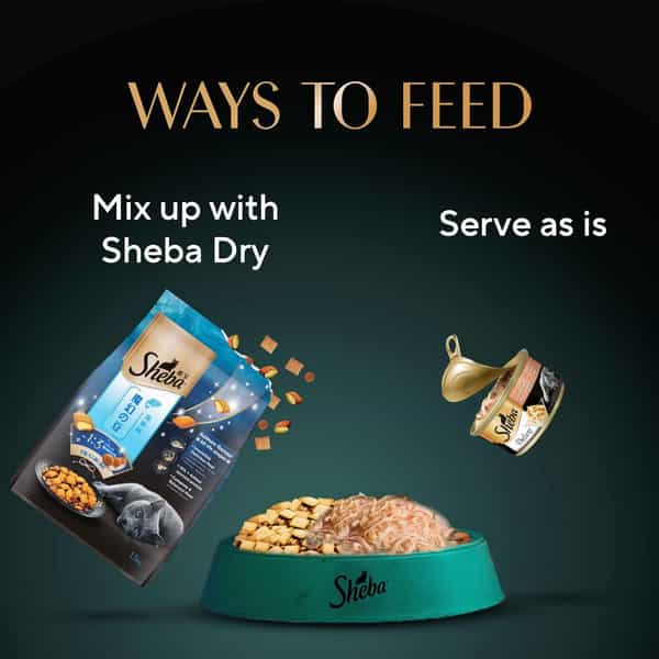 Sheba Deluxe Premium Adult (1+ Years) Wet Cat Food | Succulent Chicken Breast In Gravy | 24 X 85 G