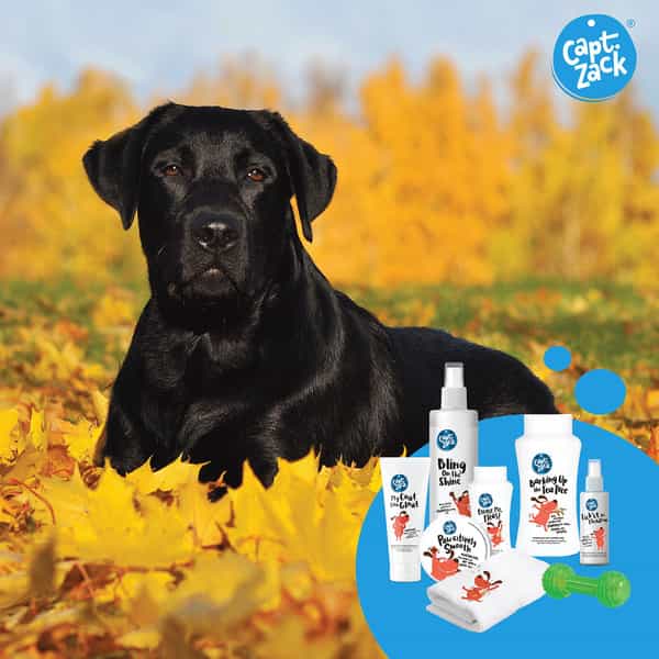 Captain Zack - The Labrador Groom Box Ultimate 8-In-1 Head-To-Paw Groom-Kit For Your Dog