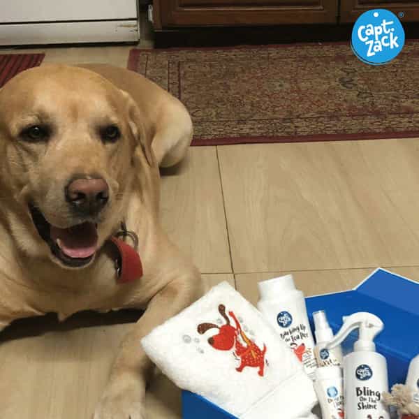 Captain Zack - The Labrador Groom Box Ultimate 8-In-1 Head-To-Paw Groom-Kit For Your Dog