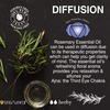 Soulflower Essential Oil Rosemary (15Ml) And Ylang Ylang 100% Pure Natural And Undiluted Oil (15Ml)