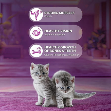 Whiskas Junior Ocean Fish 1.1 Kg