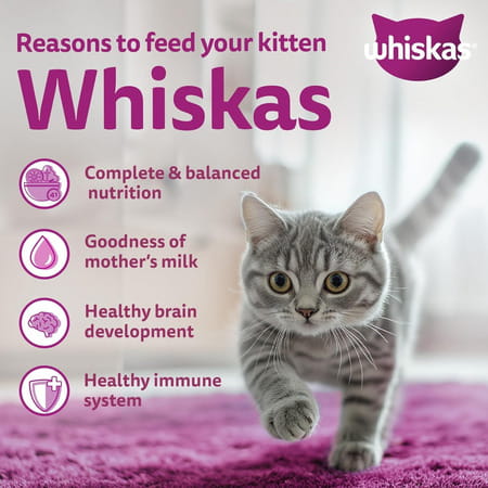 Whiskas Junior Ocean Fish 1.1 Kg