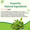Cipzer Tulsi Capsule Calm And Wellness | Stress Relief | Blood Pressure | Diabetes Support 60 Caps