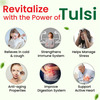 Cipzer Tulsi Capsule Calm And Wellness | Stress Relief | Blood Pressure | Diabetes Support 60 Caps