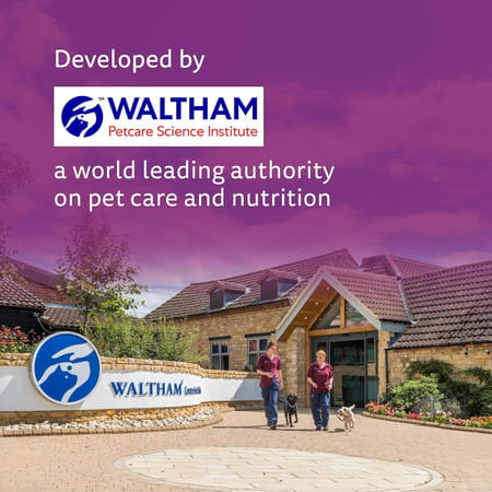 Whiskas Junior Mother Cat & Kitten (2-12 Months) Dry Cat Food | Ocean Fish Flavour | 6.5 Kg