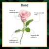 Good Vibes Toner Rose Glow -120 Ml