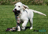 Pawcloud 3 Knots Cotton Rope Dog Toy Large - 16 Inch Interactive Teething & Chewing Multicolor Toy
