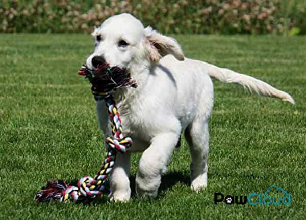 Pawcloud 3 Knots Cotton Rope Dog Toy Large - 16 Inch Interactive Teething & Chewing Multicolor Toy