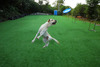 Pawcloud Flexible Rubber | Frisbee Flyer Dog Toy | Dog Fetch Toy | Medium & Large Dogs | Large