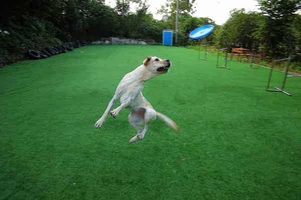 Pawcloud Flexible Rubber | Frisbee Flyer Dog Toy | Dog Fetch Toy | Medium & Large Dogs | Large