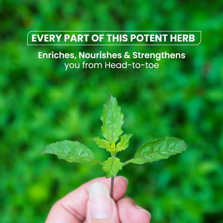 Himalayan Organics Organic Tulsi | Bottle | 120 Veg Tablets