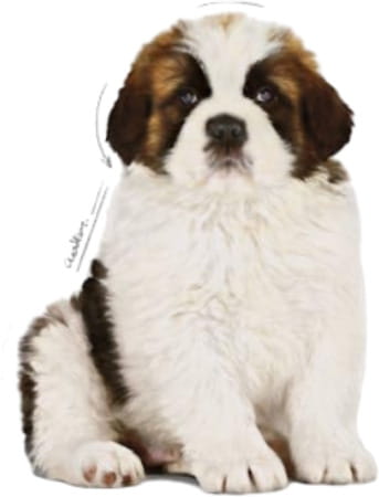 Royal Canin Puppy Giant - 3.5kg