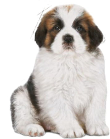 Royal Canin Giant Pellet Dog Food For Puppy | Meat Flavour | 15 Kg