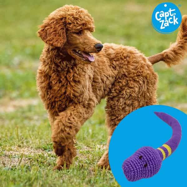 Captain Zack Crochet Snake Dog Toy