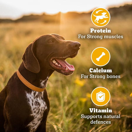 Pedigree Biscrok Biscuits (Above 4 Months) Dog Treats | Lamb Flavour | 900 G