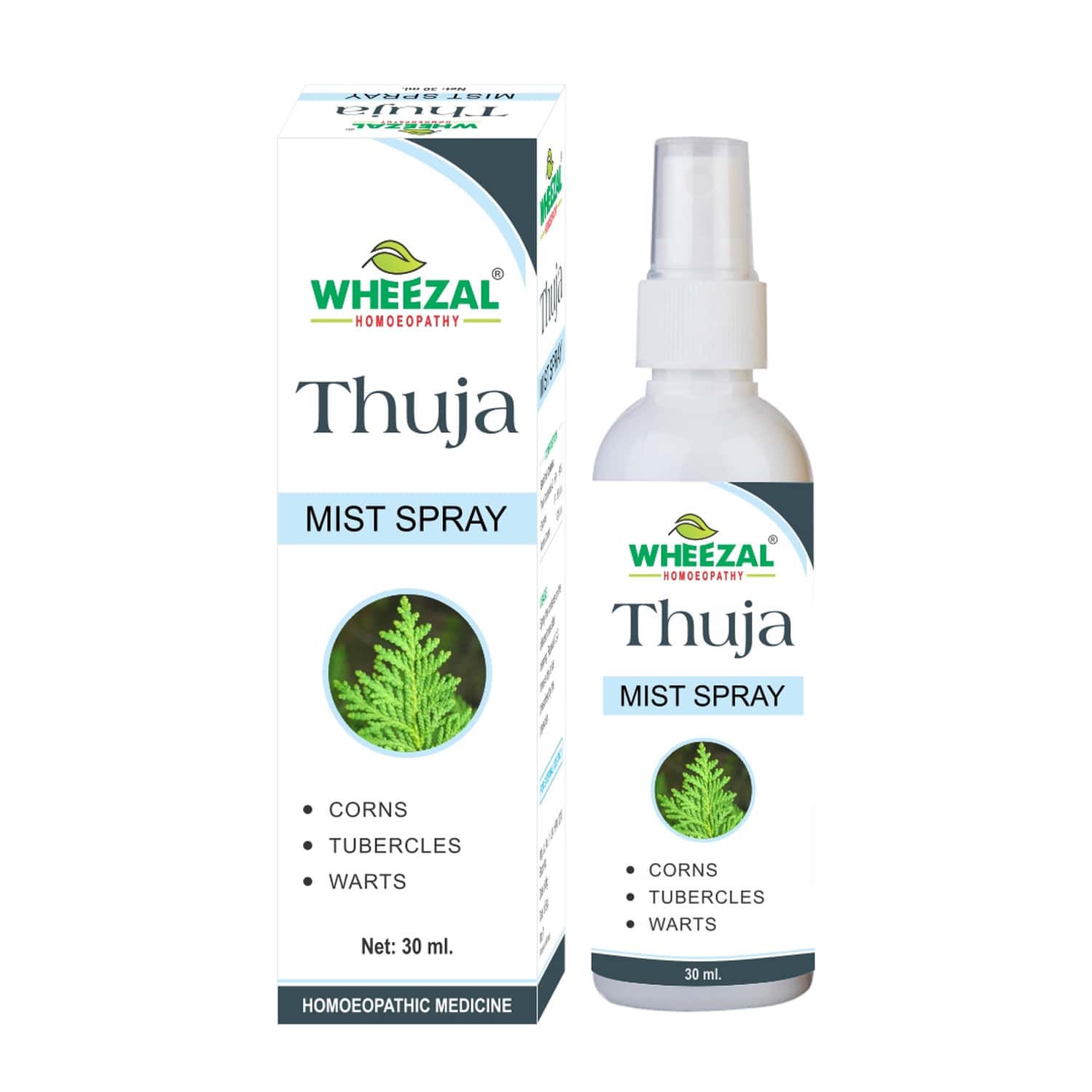strelitzia xl Strelitzia Augusta de luxe XXL Zimmerpflanze  online kaufen