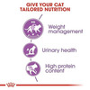 Royal Canin Sterilised 37 Regular Adult Cat Food | 2 Kg | Dry Food