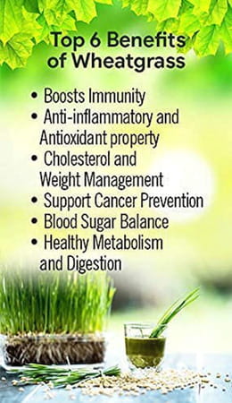 Grazing Meadows Wheatgrass 500gms Powder (Pack Of 5)