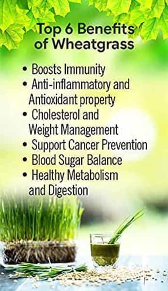 Grazing Meadows Wheatgrass 500Gms Powder (Pack Of 5)