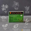 Soulflower Cool Aloe Vera Soap 150Gm
